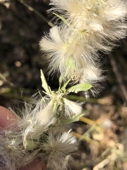 Baccharis salicina