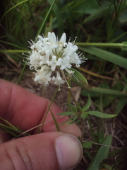 Staelia thymoides