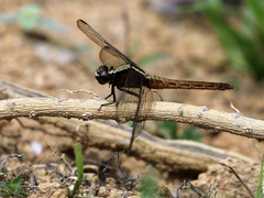 Erythemis