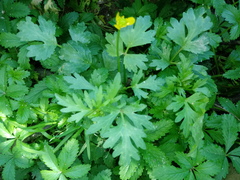 Ranunculus