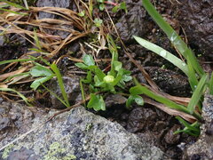 Ranunculus eschscholtzii