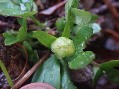 Ranunculus eschscholtzii