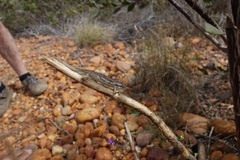 Bradypodion gutturale