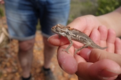 Bradypodion gutturale