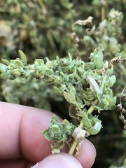Bassia hyssopifolia