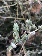 Bassia hyssopifolia