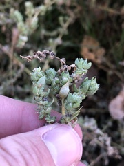 Bassia hyssopifolia
