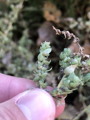 Bassia hyssopifolia