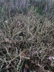 Bassia hyssopifolia