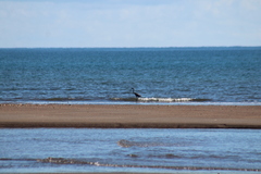 Egretta rufescens dickeyi