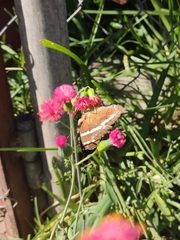 Anartia fatima colima