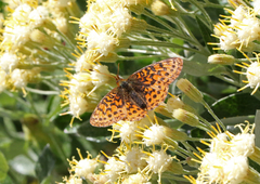 Boloria epithore