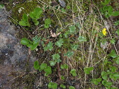 Potentilla glaucophylla