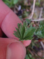 Potentilla glaucophylla