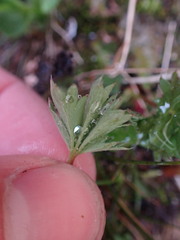 Potentilla glaucophylla