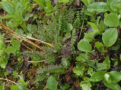 Pedicularis ornithorhynchos