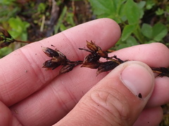 Pedicularis ornithorhynchos