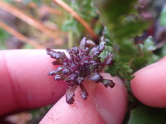 Pedicularis ornithorhynchos