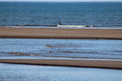 Egretta rufescens dickeyi