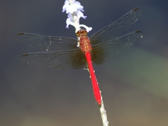 Rhodopygia cardinalis