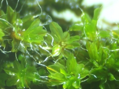 Syntrichia montana