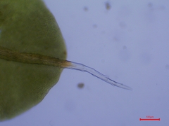 Syntrichia montana