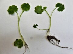Hydrocotyle americana