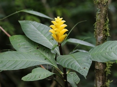 Aphelandra squarrosa