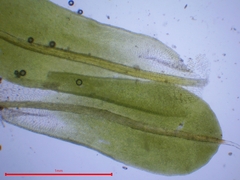 Syntrichia montana