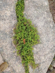 Juniperus communis depressa