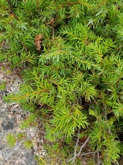 Juniperus communis depressa