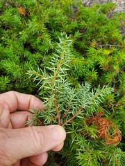 Juniperus communis depressa