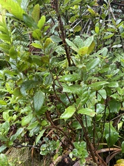 Vaccinium calycinum