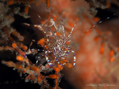 Periclimenes yucatanicus