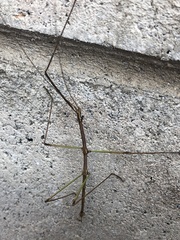 Diapheromera femorata