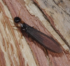 Kalotermes flavicollis