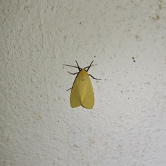 Pareuchaetes insulata