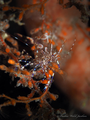 Periclimenes yucatanicus