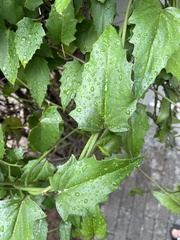 Pseudogynoxys chenopodioides