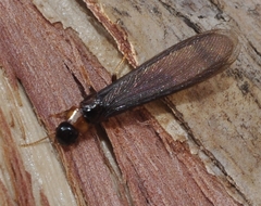 Kalotermes flavicollis