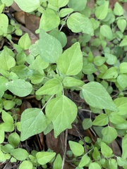 Parietaria floridana