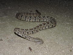 Crotalus enyo