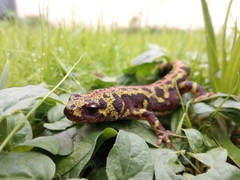 Triturus marmoratus