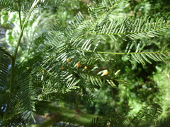 Austroacacidiplosis botrycephalae