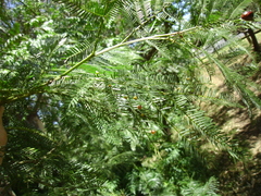 Austroacacidiplosis botrycephalae