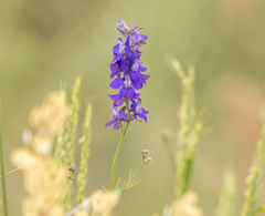 Delphinium ajacis