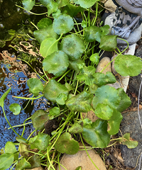 Puccinia hydrocotyles