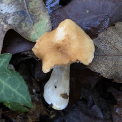 Hydnum rufescens