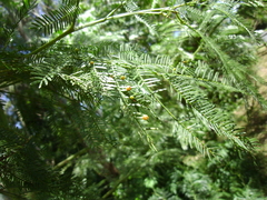 Austroacacidiplosis botrycephalae