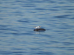 Zalophus californianus